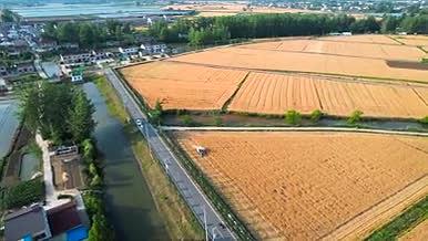 4K航拍农业麦田麦子成熟小麦联合收割丰收视频的预览图